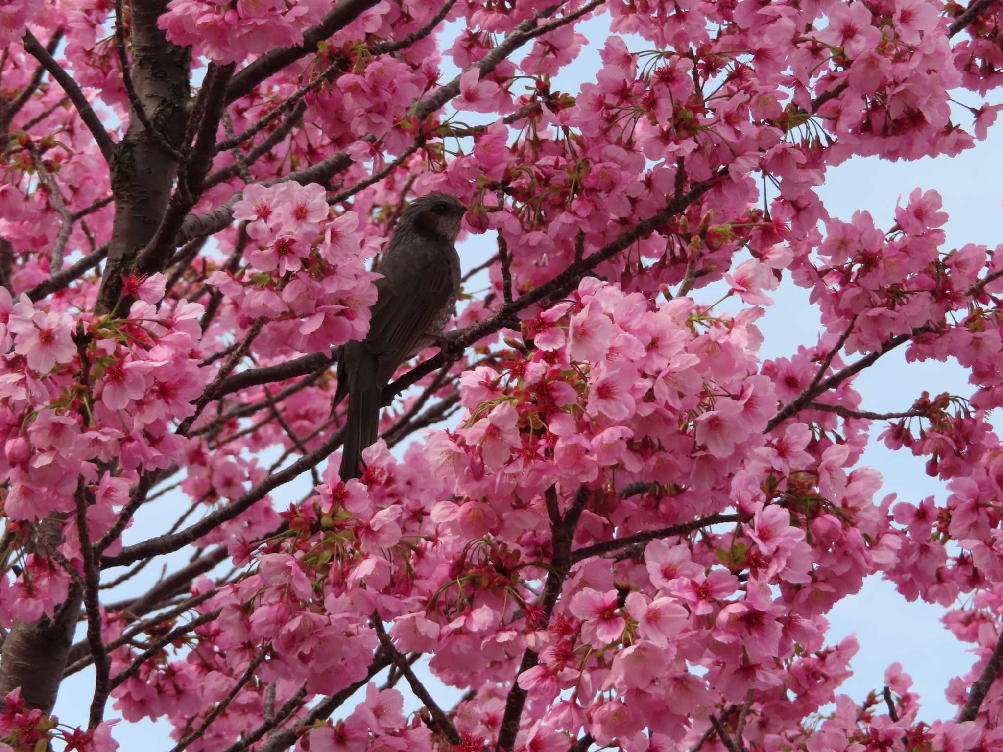 新治市民の森 ヒヨドリの写真 by ゆ