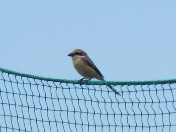 Unknown Species 大坂淀川左岸 Fri, 5/8/2020