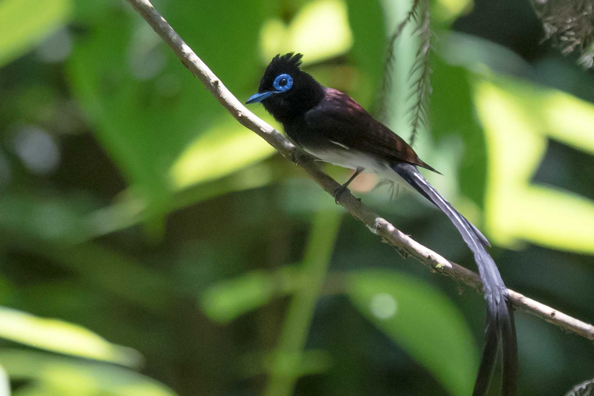 Photo of Black Paradise Flycatcher at 西多摩郡 by Noki