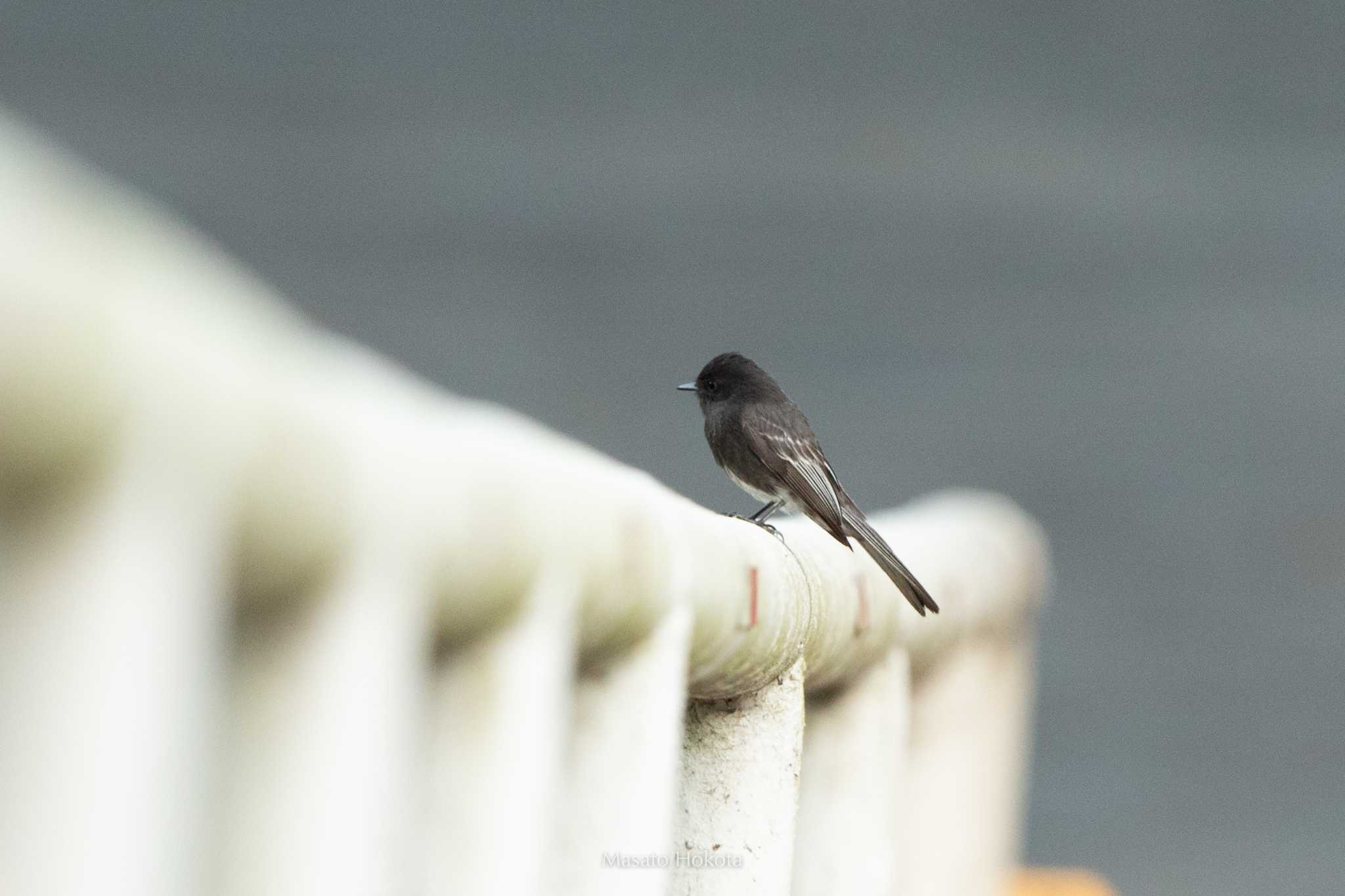 Photo of Black Phoebe at Cerro Azul by Trio