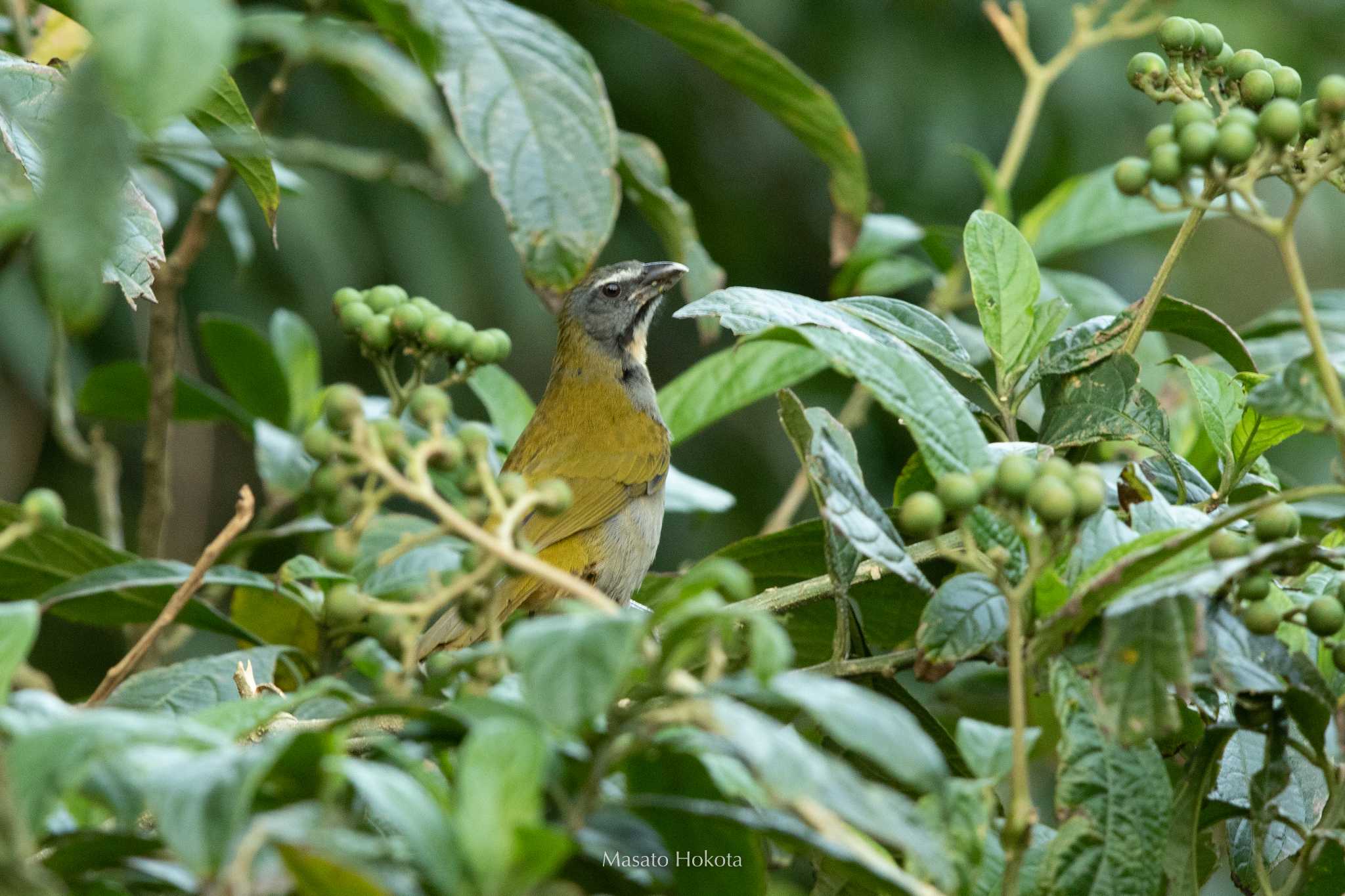 Photo of Buff-throated Saltator at Cerro Azul by Trio