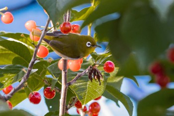 Warbling White-eye 京都市西京区 Fri, 5/8/2020