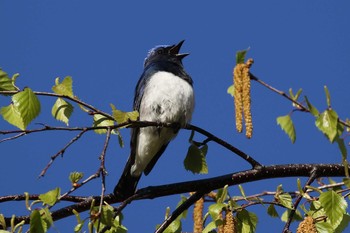 Thu, 5/7/2020 Birding report at 北海道 函館市 東山