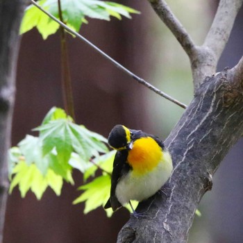 Narcissus Flycatcher Unknown Spots Unknown Date