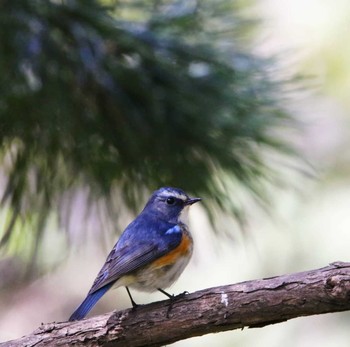 Red-flanked Bluetail Unknown Spots Unknown Date