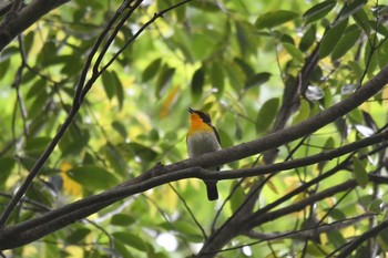 2020年5月6日(水) 砧公園の野鳥観察記録