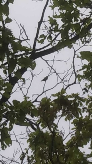 2020年5月9日(土) 六甲山の野鳥観察記録