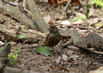 2020年5月8日(金) 春日山原始林の野鳥観察記録