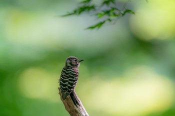 Japanese Pygmy Woodpecker 福岡県 北九州市 Sat, 5/2/2020