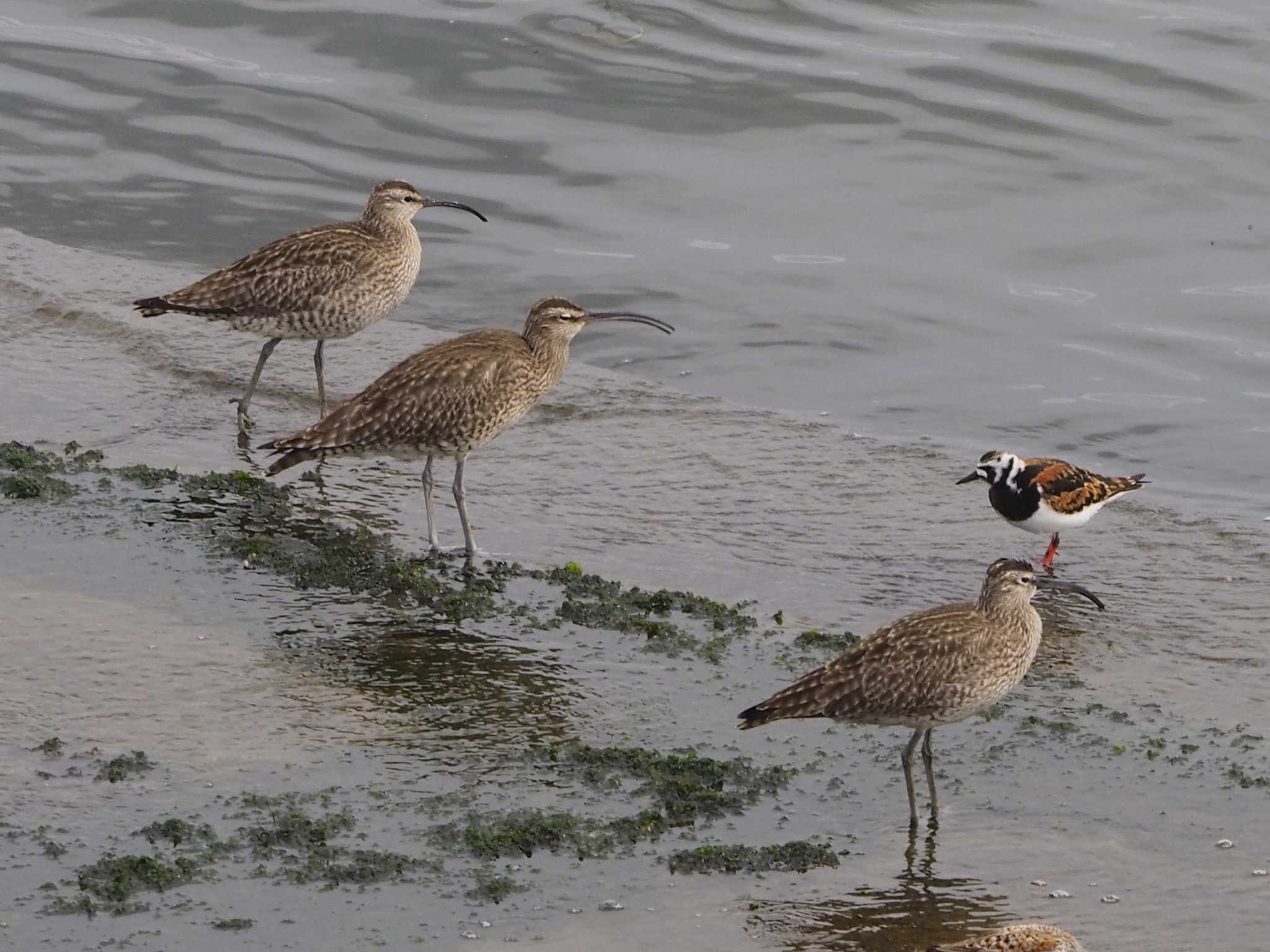 Photo of Eurasian Whimbrel at 浦安（三番瀬） by Masa