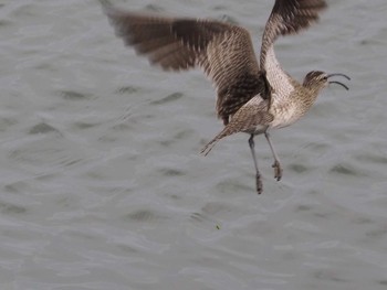 Eurasian Whimbrel 浦安（三番瀬） Sat, 5/9/2020