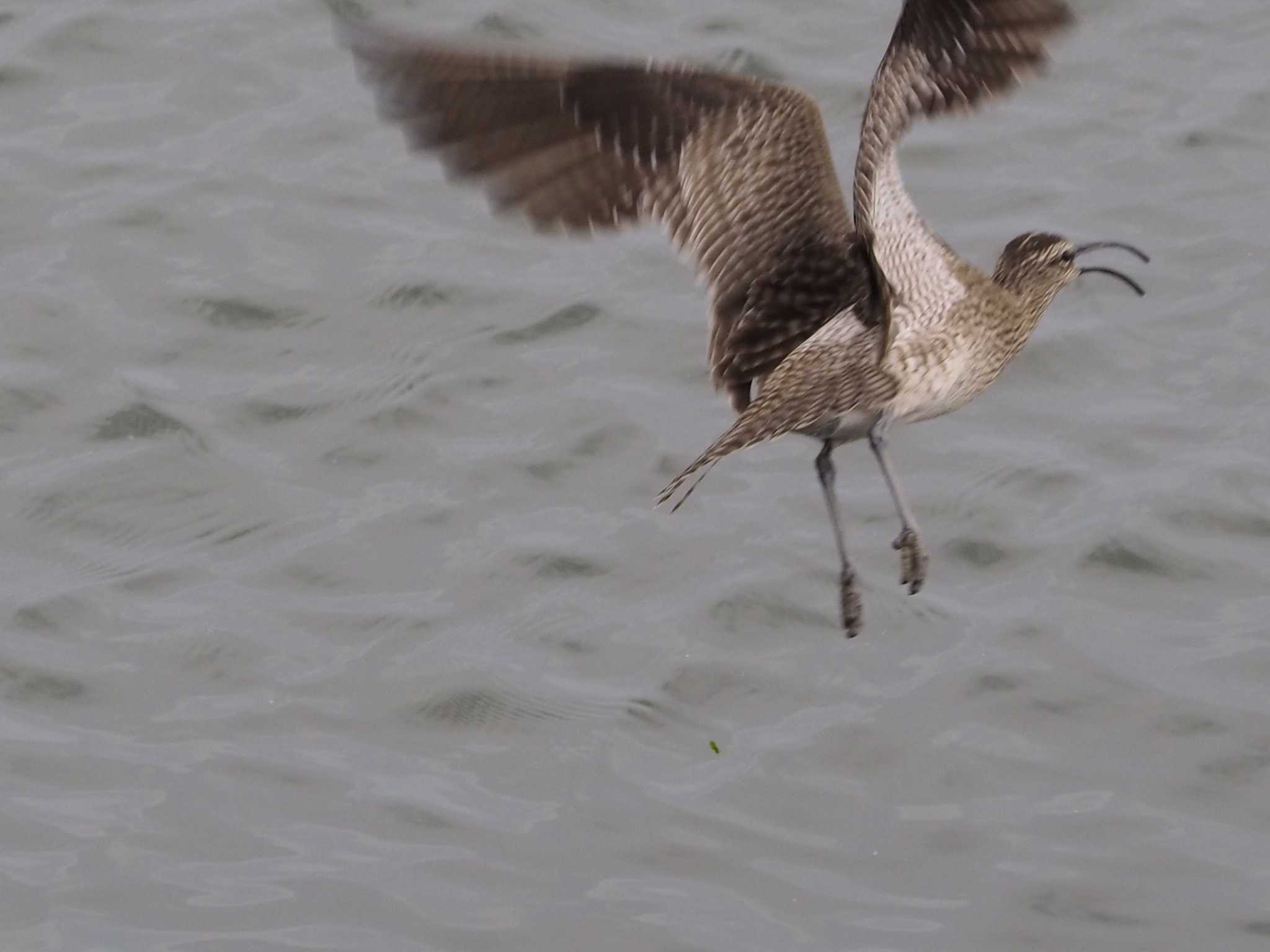 Eurasian Whimbrel