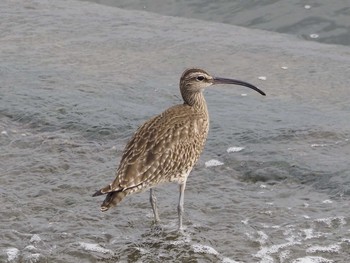 Eurasian Whimbrel 浦安（三番瀬） Sat, 5/9/2020