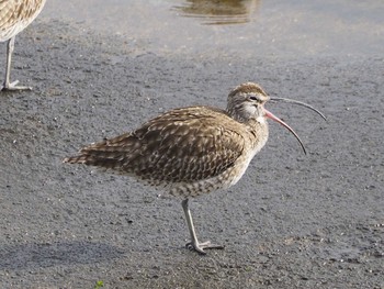 Eurasian Whimbrel 浦安（三番瀬） Sat, 5/9/2020