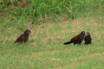 Greater Coucal パタヤ Sat, 5/9/2020