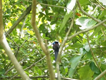 サンコウチョウ 金ヶ崎公園(明石市) 2020年5月8日(金)