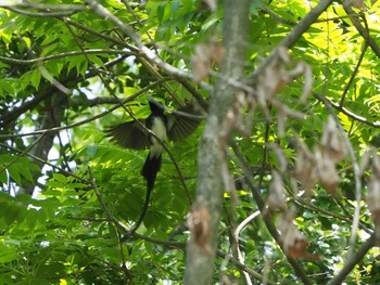 サンコウチョウ 金ヶ崎公園(明石市) 2020年5月8日(金)