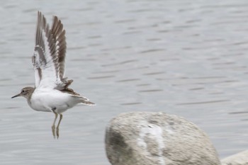 2020年5月9日(土) 五主海岸の野鳥観察記録