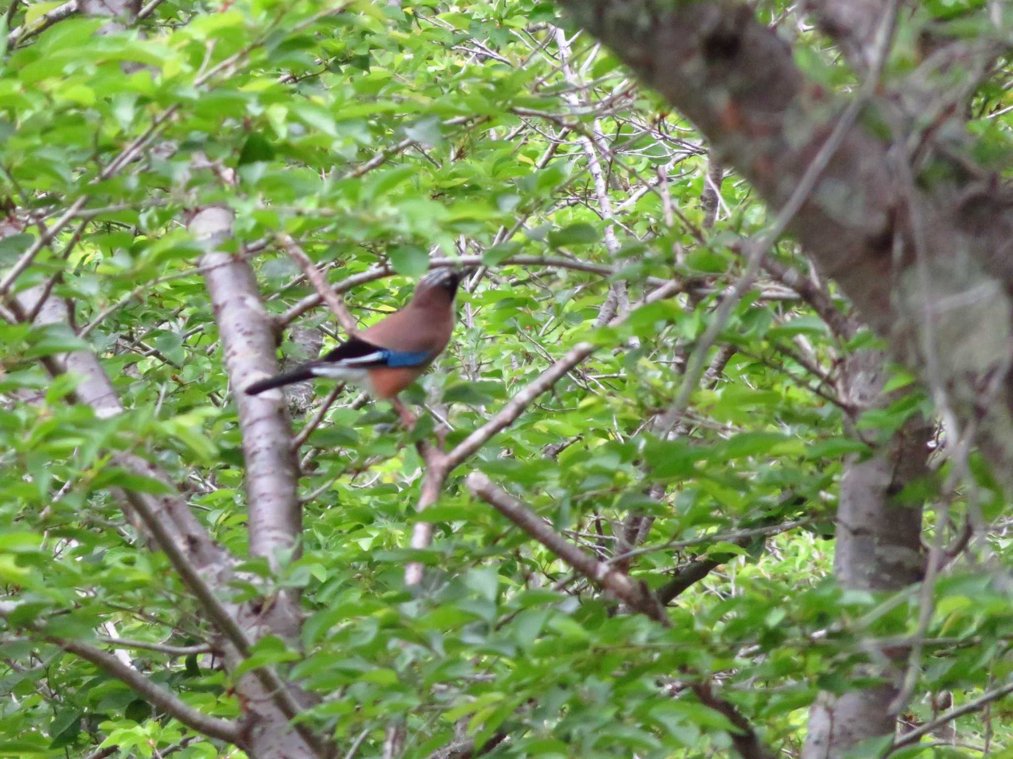 Eurasian Jay