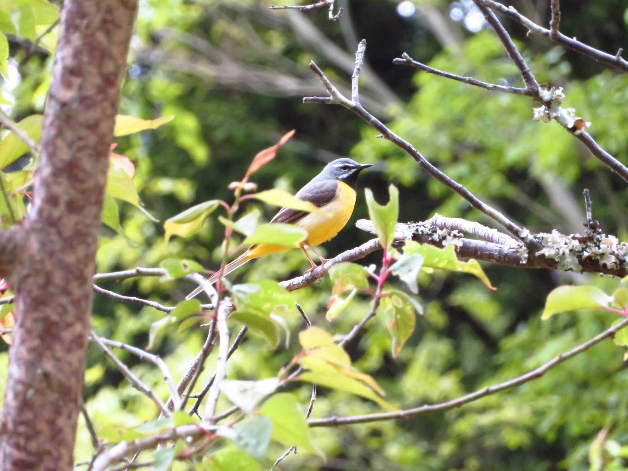 Photo of Grey Wagtail at 天理ダム風致公園 by Okaji