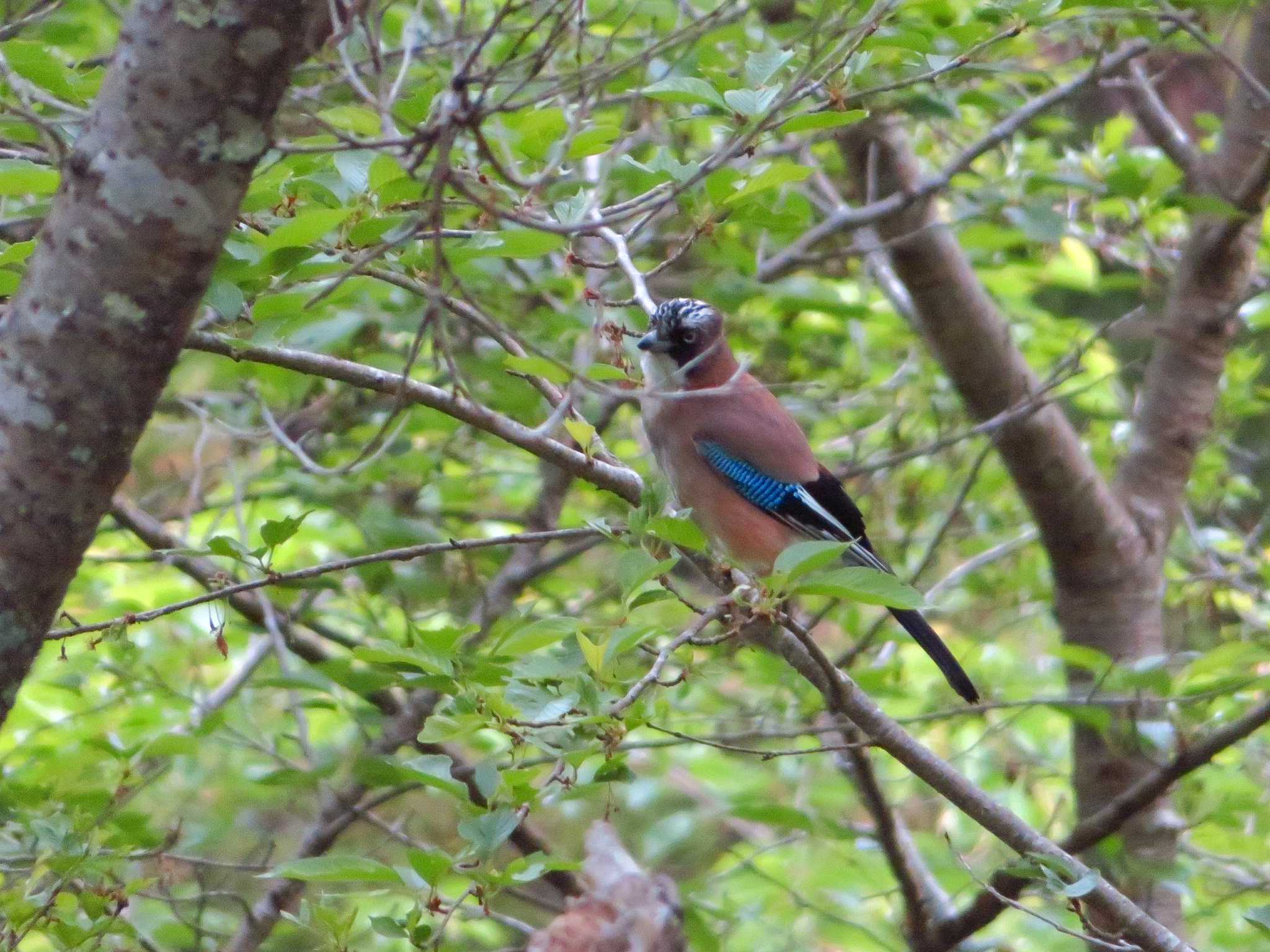 Eurasian Jay