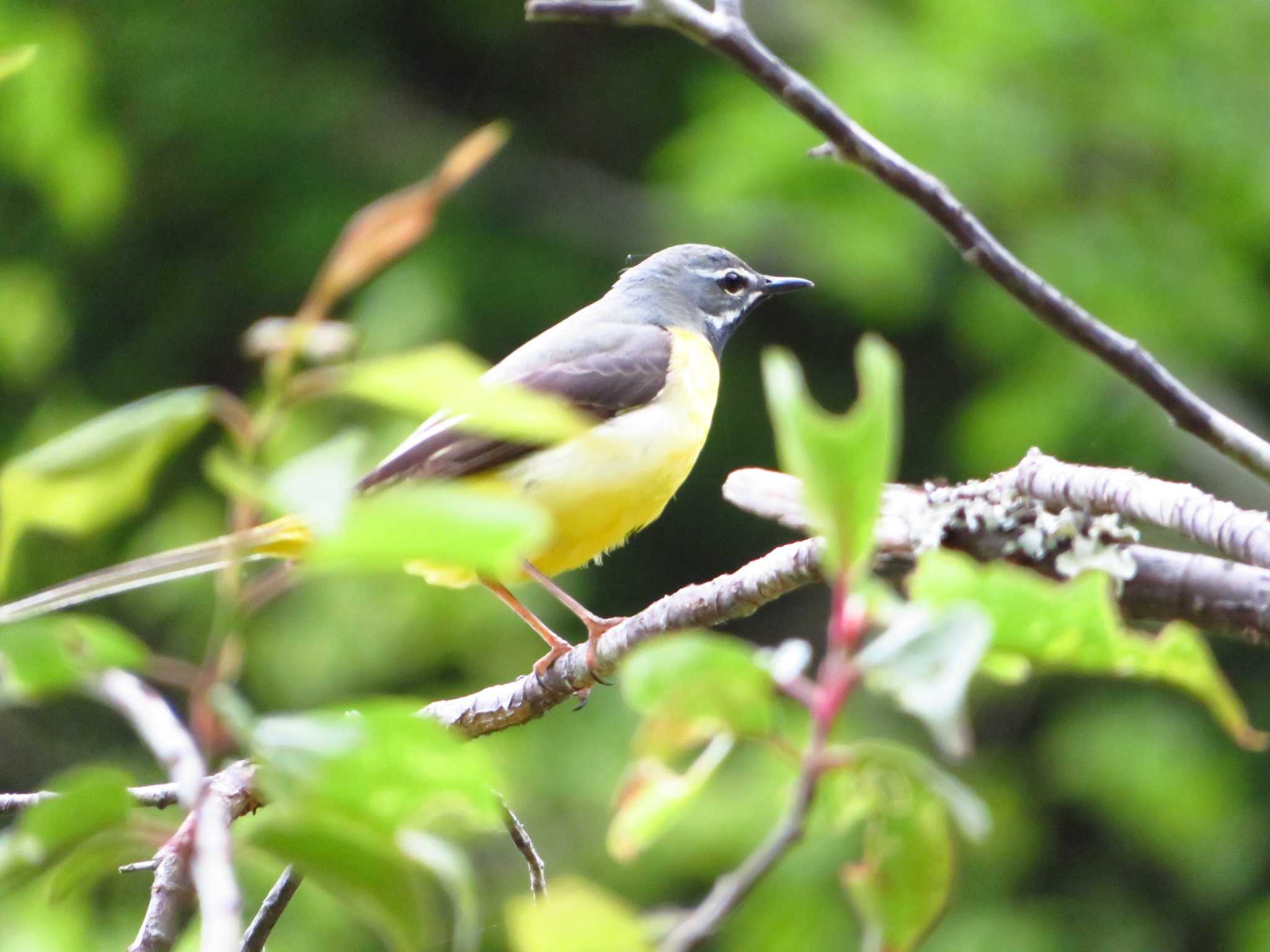 Grey Wagtail