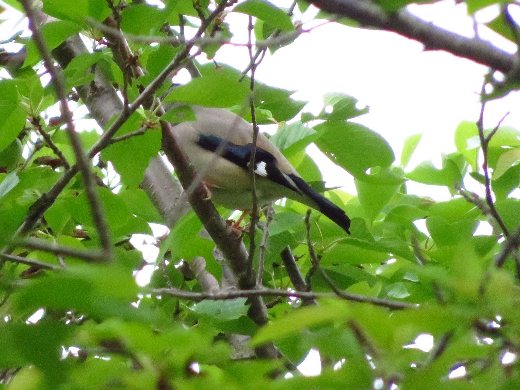 Japanese Grosbeak