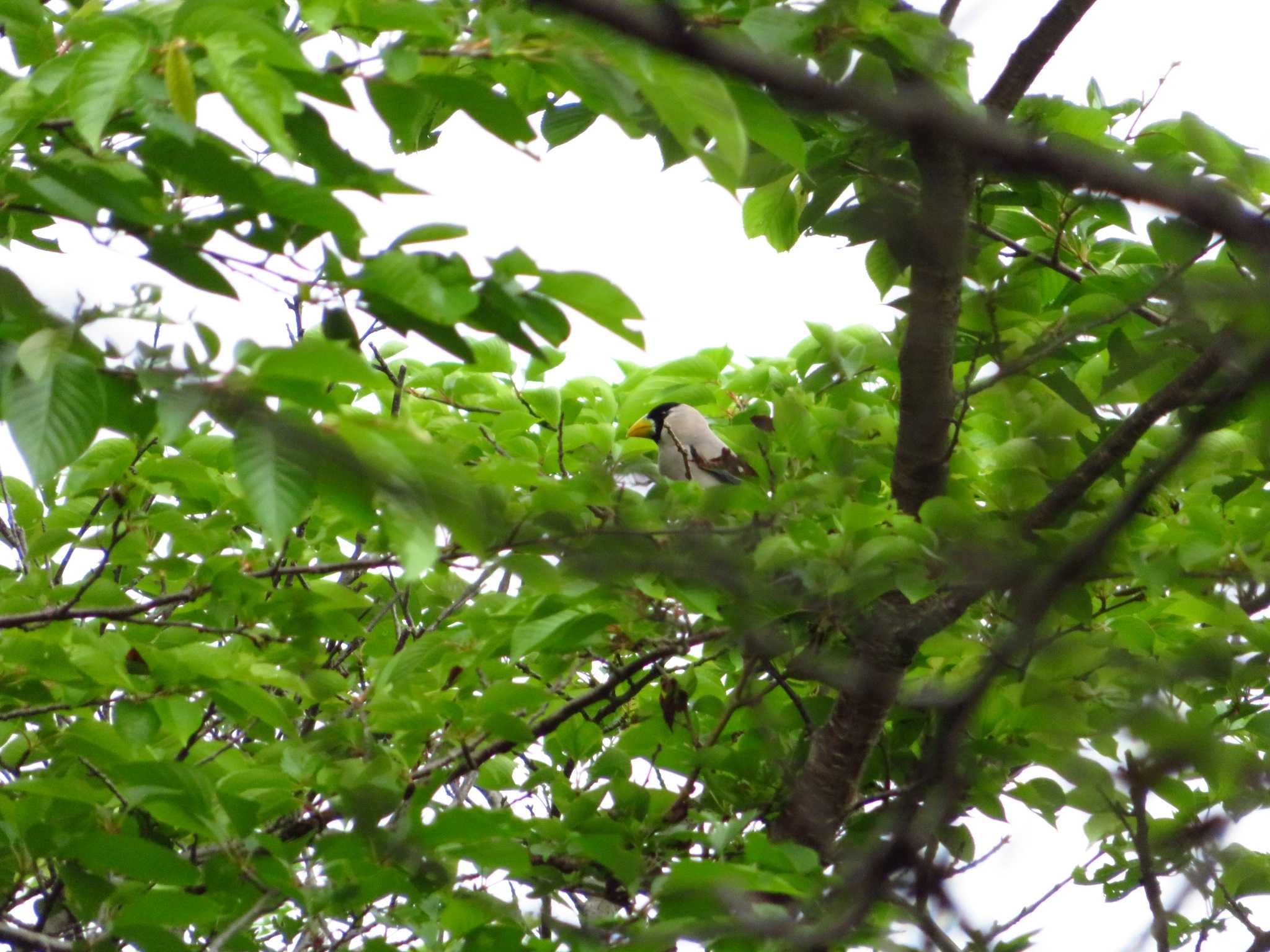 Japanese Grosbeak