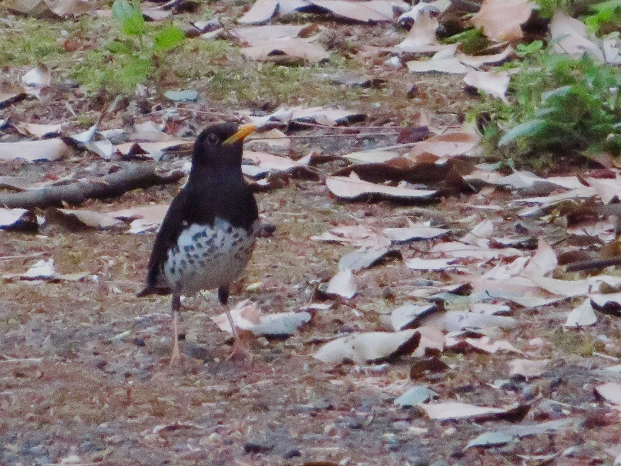 Japanese Thrush