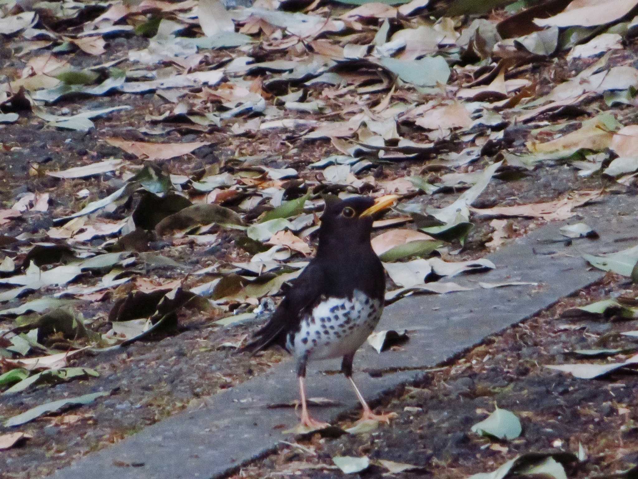 Japanese Thrush