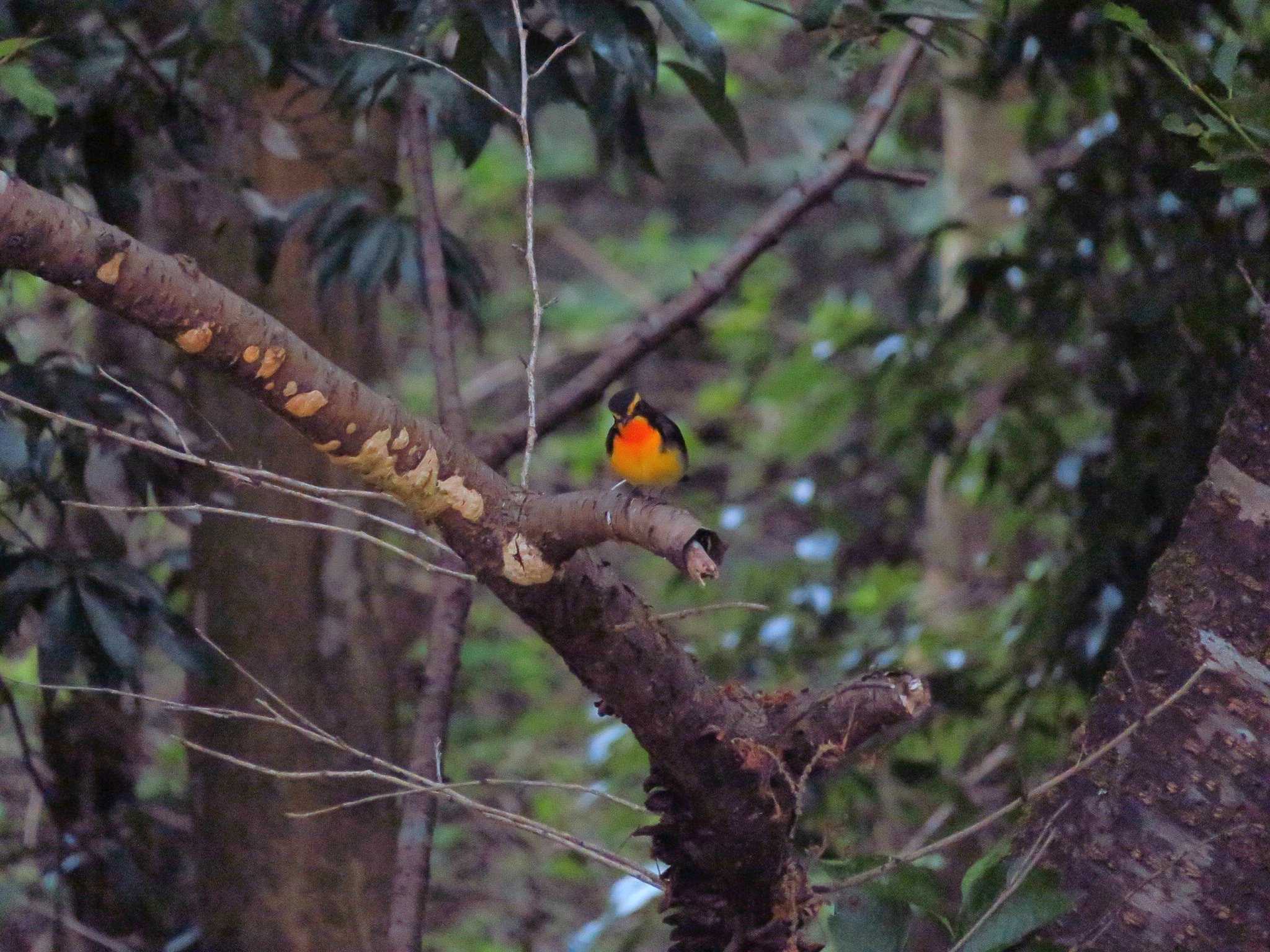 Narcissus Flycatcher