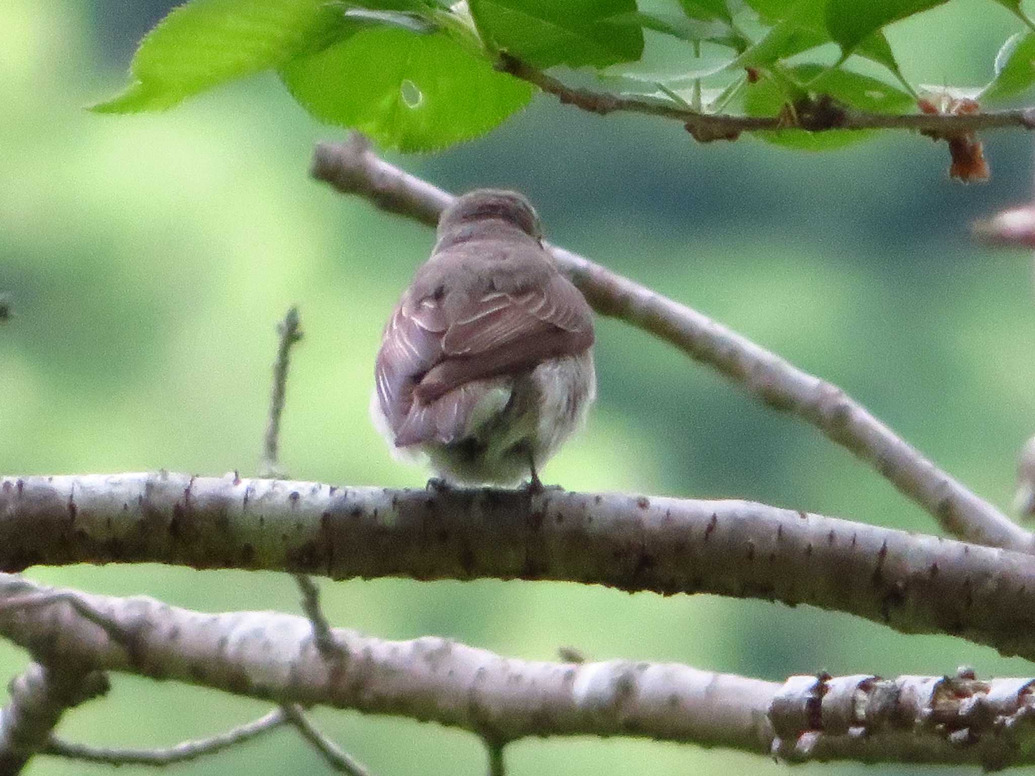 Asian Brown Flycatcher