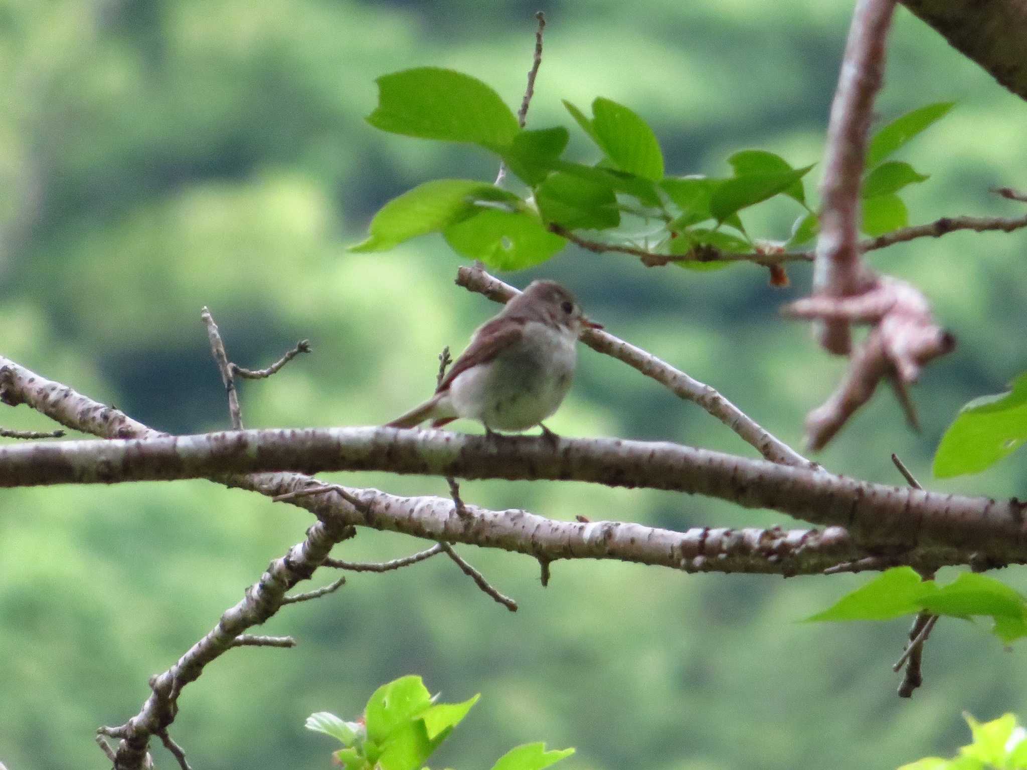 Asian Brown Flycatcher