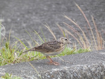 Sat, 5/9/2020 Birding report at 喜入