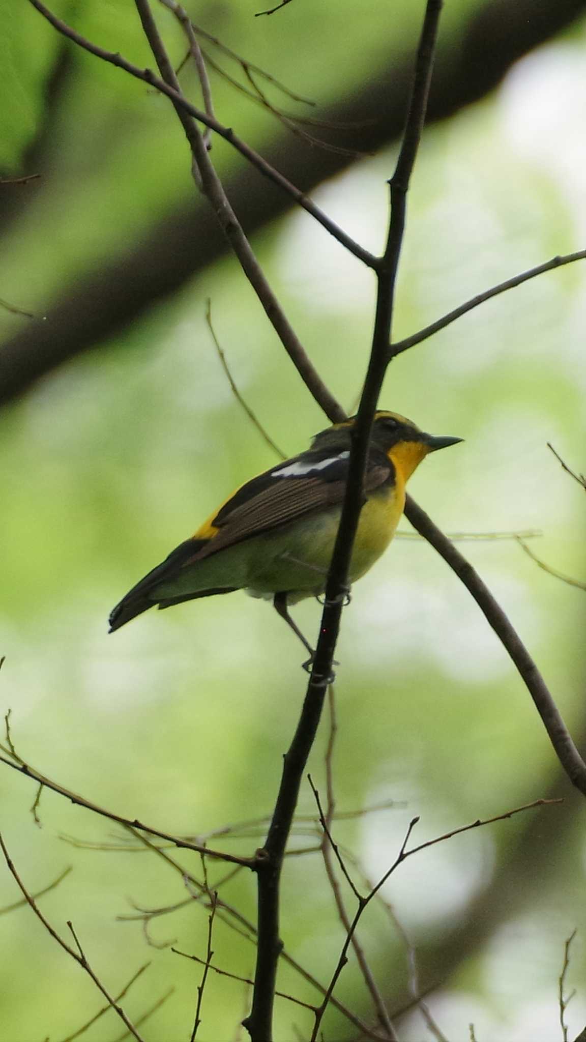 大泉緑地 キビタキの写真 by のなきち