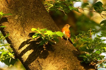 アカハラ 砧公園 2020年4月26日(日)