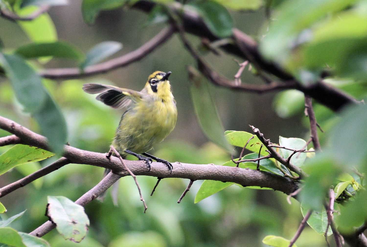 Photo of Bonin White-eye at  by アカウント227