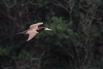 Brown Booby Unknown Spots Wed, 10/28/2015