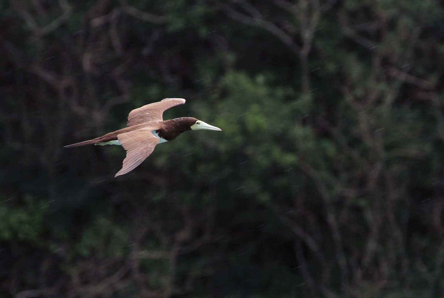 Photo of Brown Booby at  by アカウント227