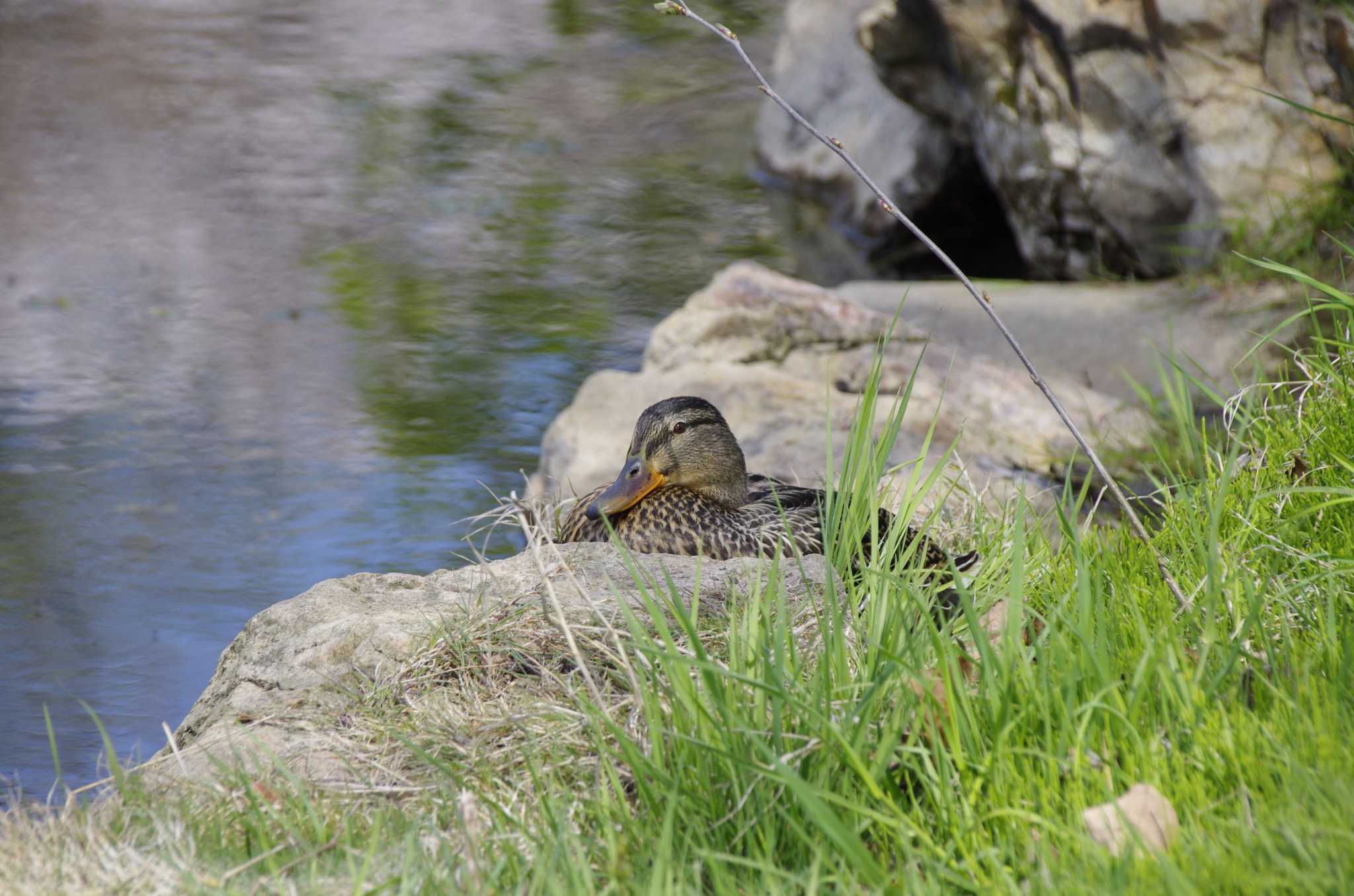 Photo of Mallard at 百合が原公園 by oyajii