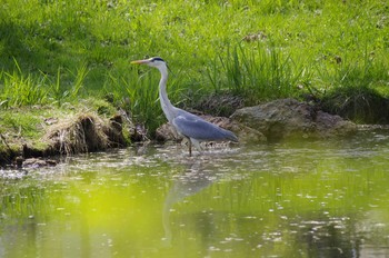 2020年5月9日(土) 百合が原公園の野鳥観察記録