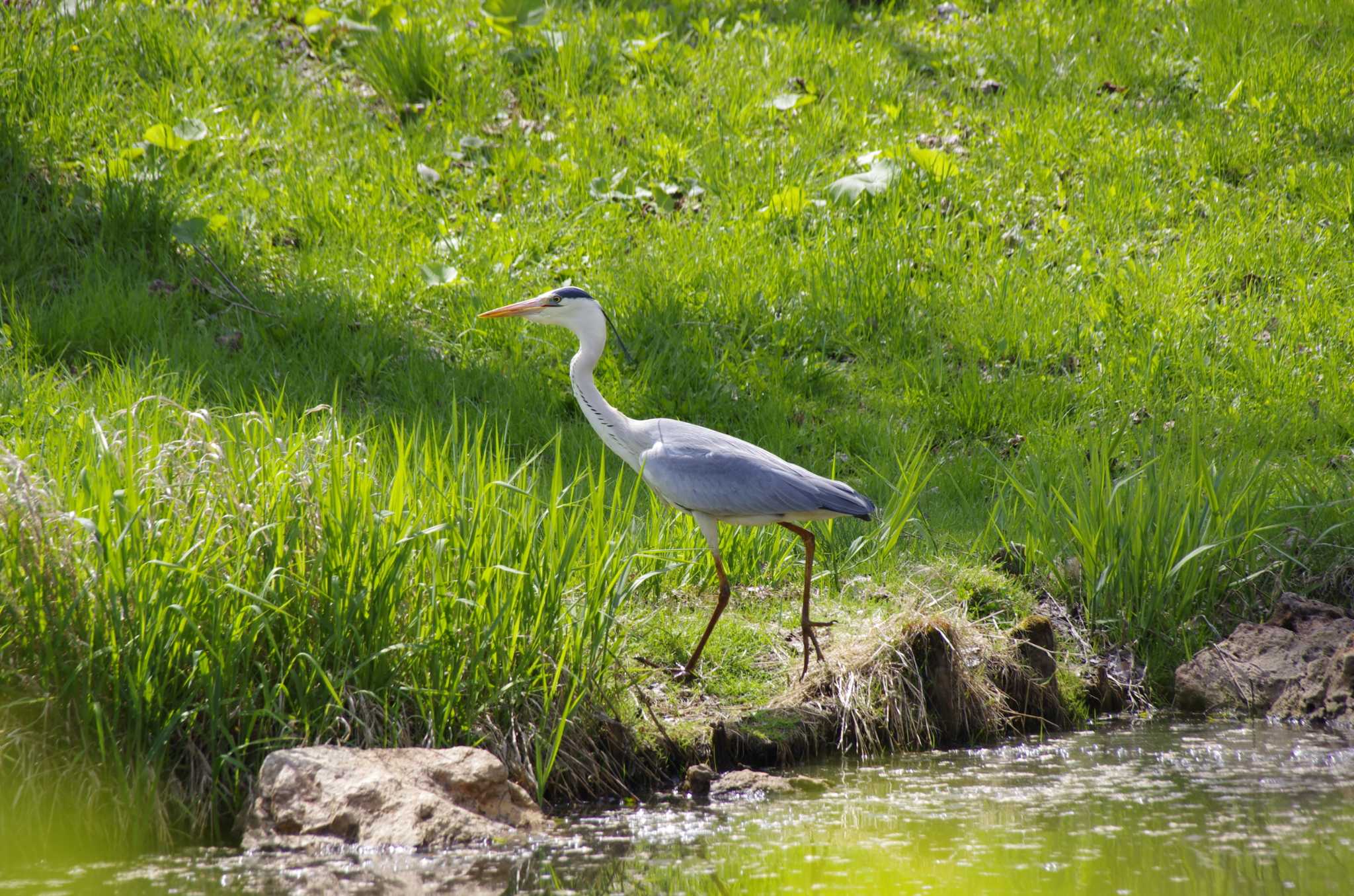 Photo of Grey Heron at 百合が原公園 by oyajii