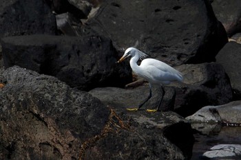 カラシラサギ 場所が不明 2010年6月3日(木)