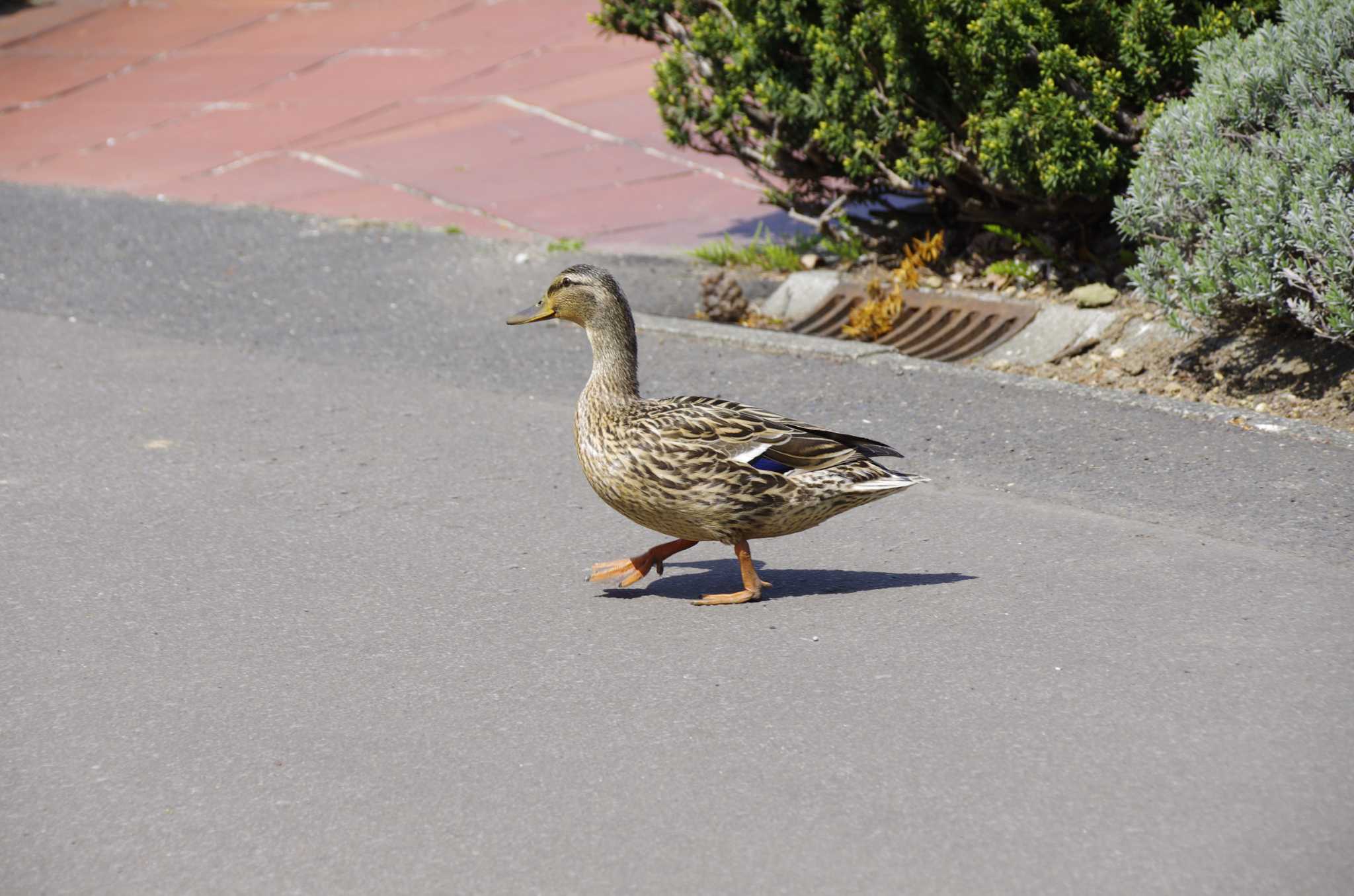 Photo of Mallard at 百合が原公園 by oyajii