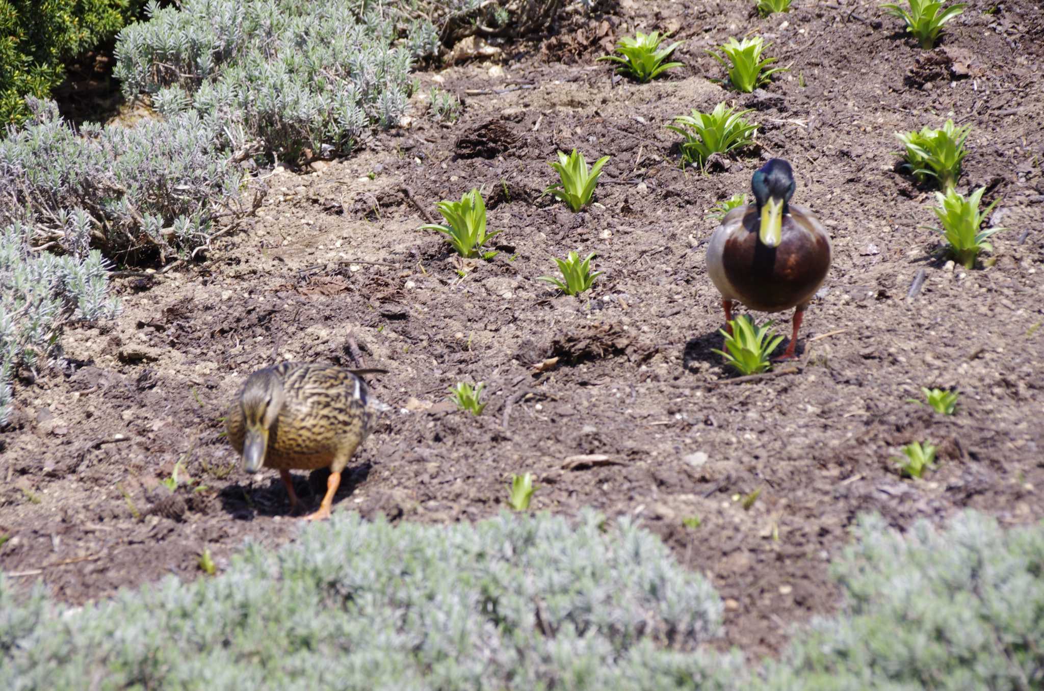 Photo of Mallard at 百合が原公園 by oyajii