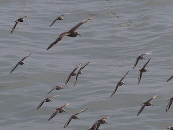 Eurasian Whimbrel 浦安（三番瀬） Sat, 5/9/2020