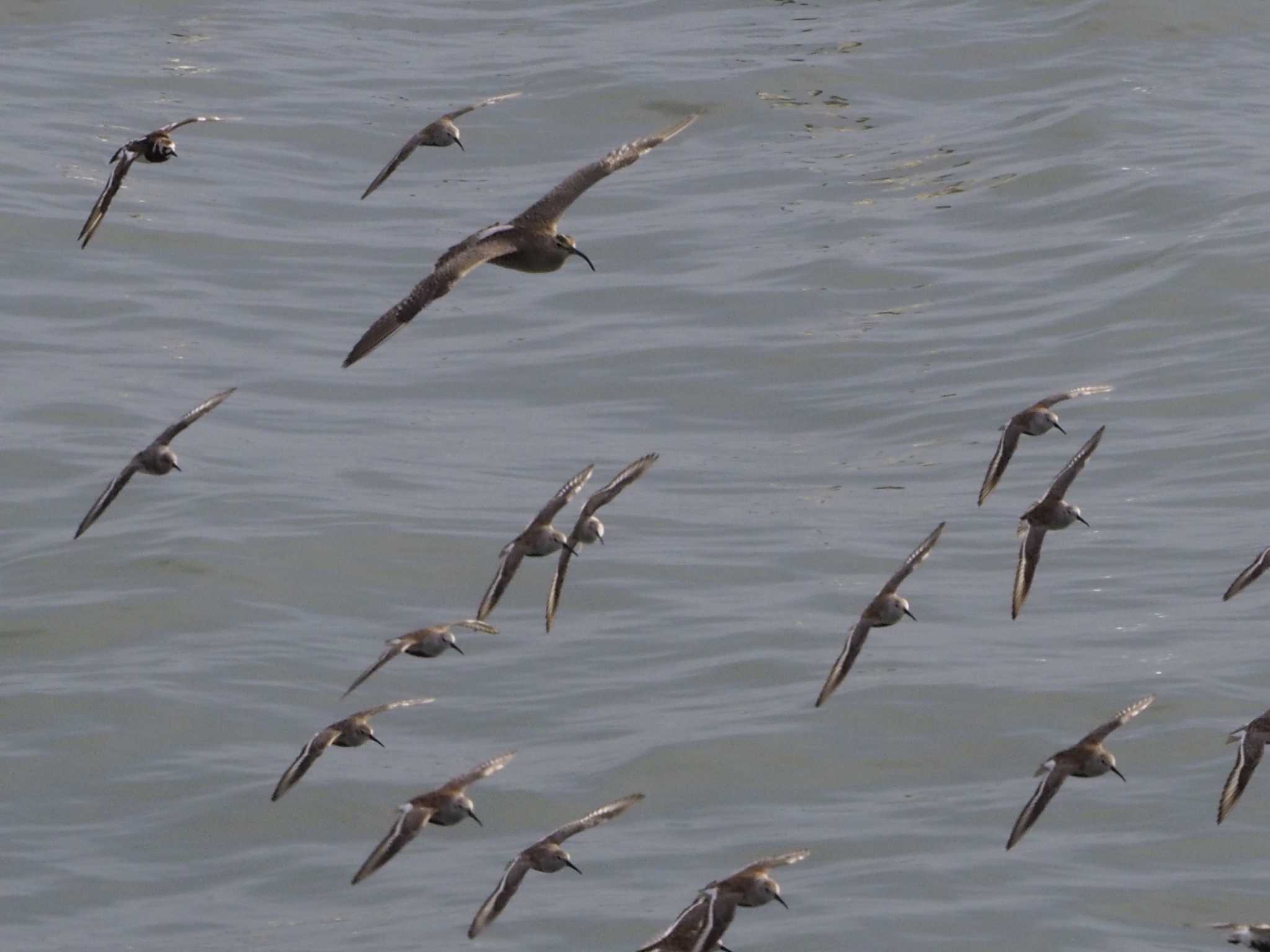 Eurasian Whimbrel