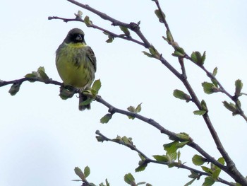 Masked Bunting 勇払原野 Sat, 5/9/2020