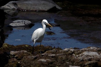 Chinese Egret Unknown Spots Thu, 6/3/2010