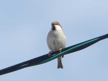 Russet Sparrow 勇払原野 Sat, 5/9/2020